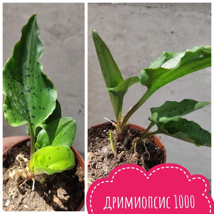 Цветы  комнатные