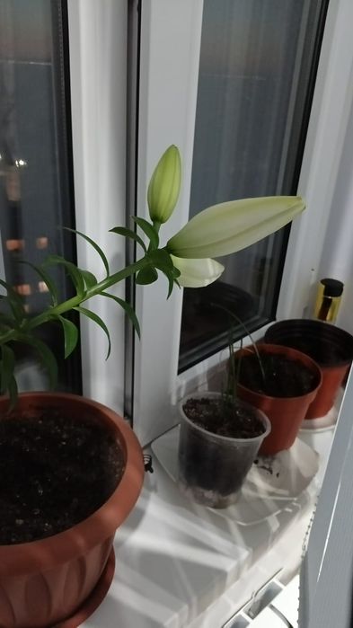 Лилии ,цветение розовое