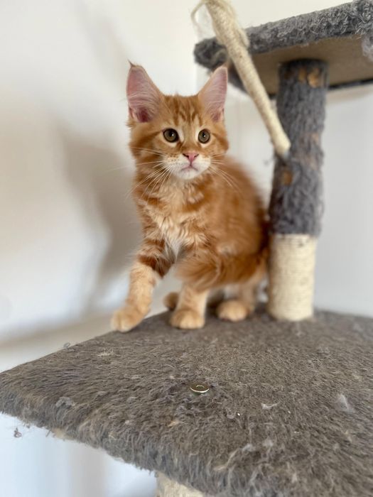 Pisica Maine Coon Red