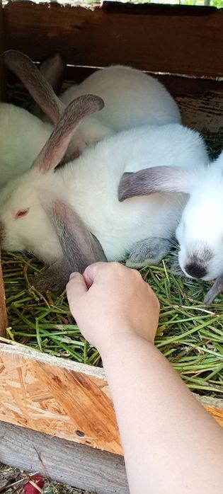 Vând pui uriaș de Transilvania în vârstă de 3 luni