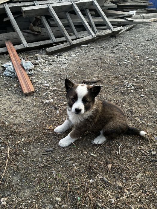 Отдам щенят в добрые руки!