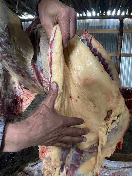 Жабағы соғым лошади