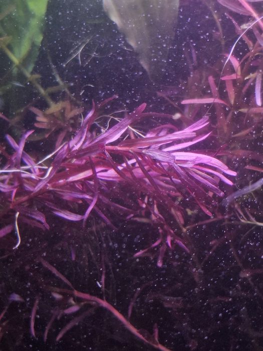 Ротала Хра/ ротала H'ra