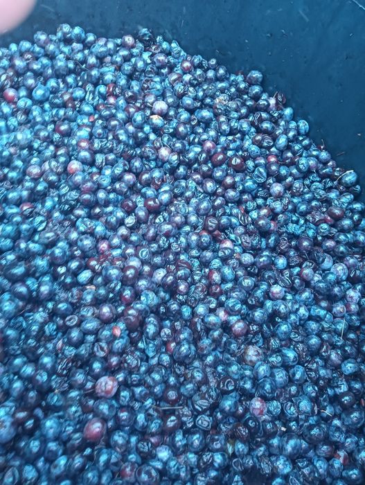 Prune de vanzare