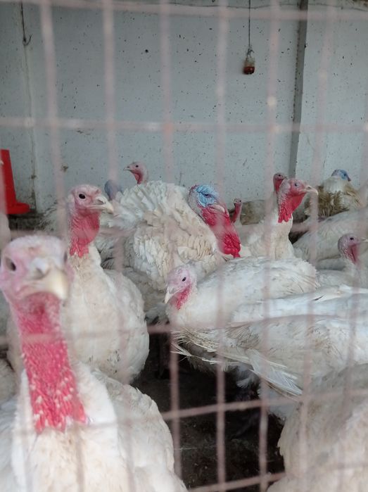 Французский Премиум зотли туятовук (индюк) Лар келишилган нархда сотиш