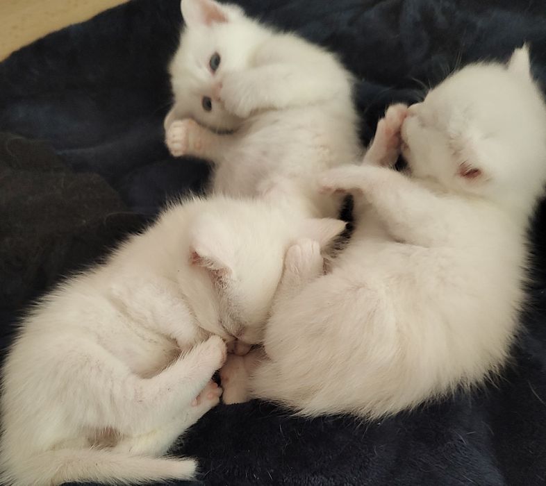 Бели котенца, търсят дом