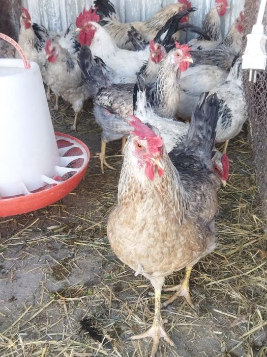 Продам куры домашние