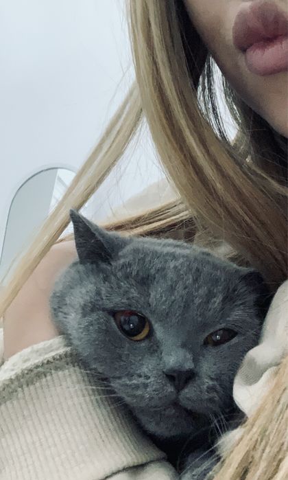 Британская короткошерстная