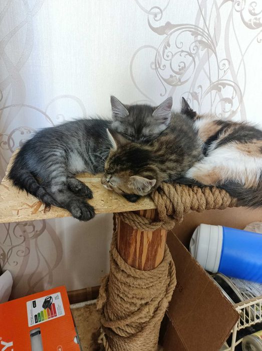 Котята бесплатно