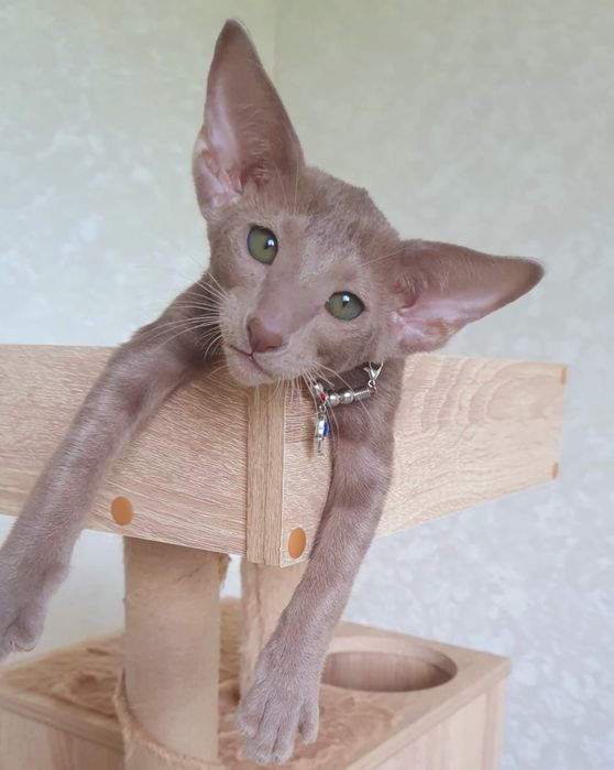 Короткошерстные Ориентальные котята