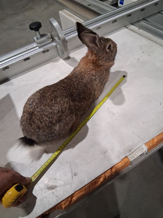 Disponibile F  urias german gestante si pui !