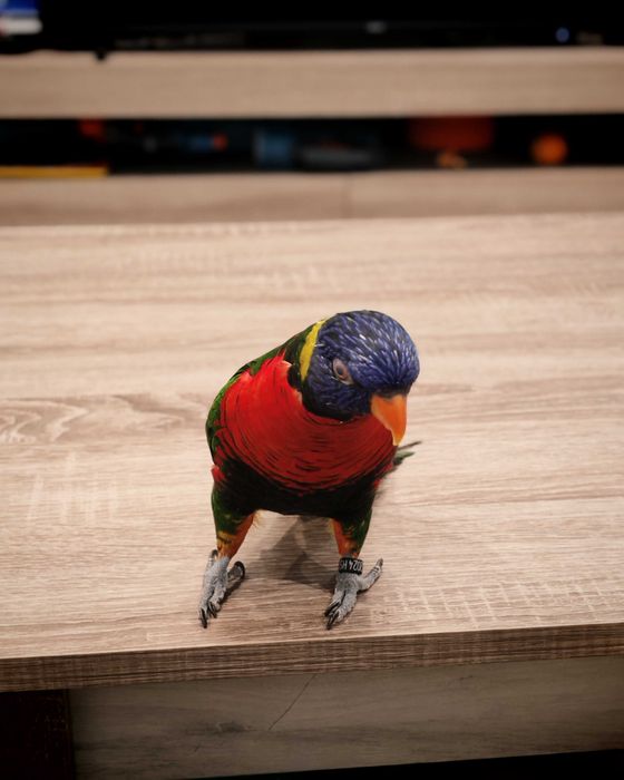 Папагал порода LORI