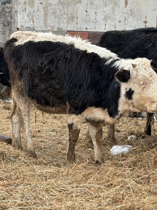 Продам телочку цена договорная