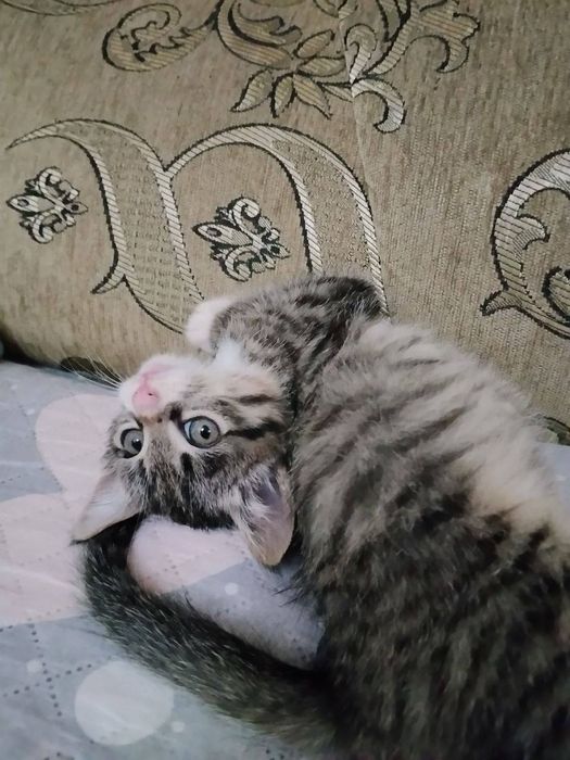 Котёнка отдам  бесплатно