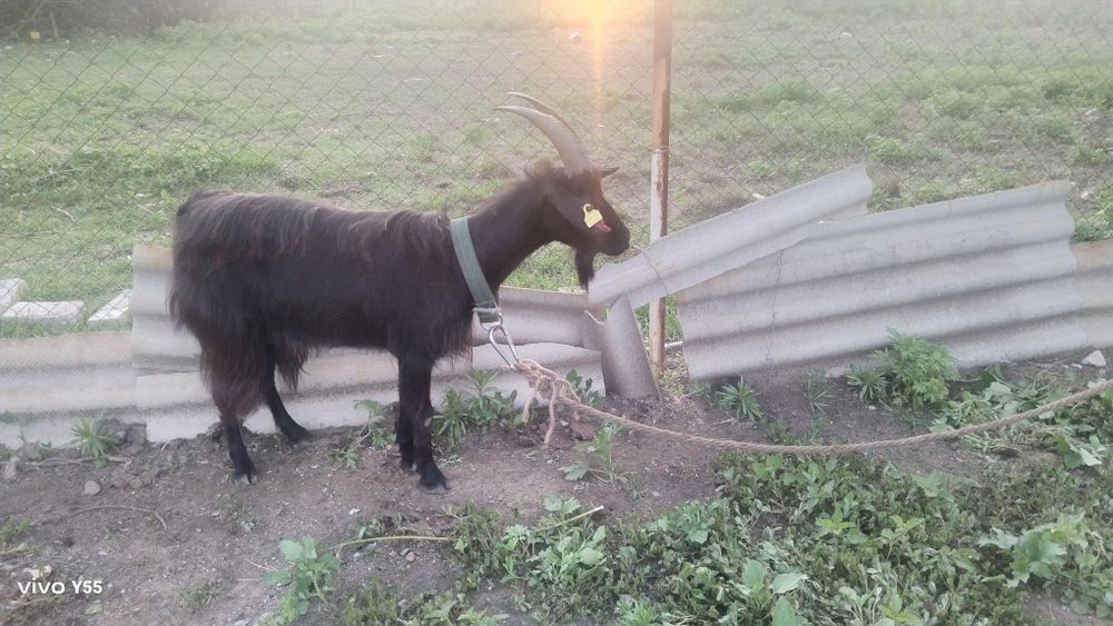 Продам 3 коз парами