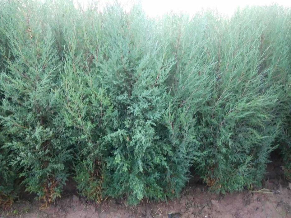 Archalar Samarqand shahrida