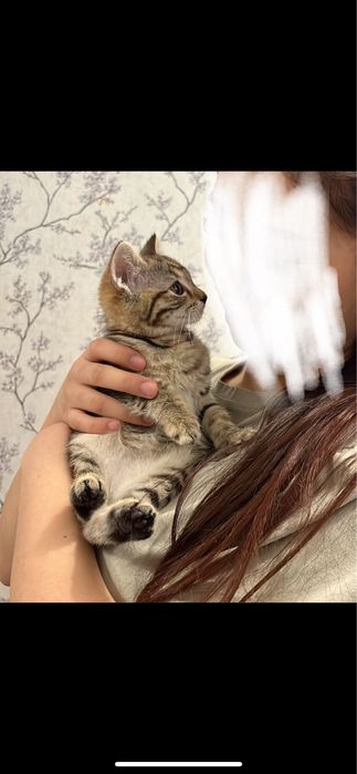 Маленький котёнок