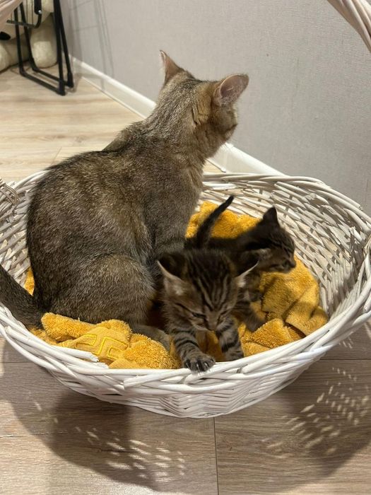 Срочно отдам котят