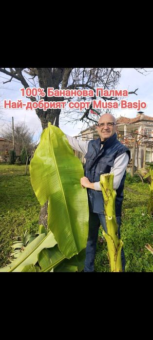 Банани Musa Basjoo Студоустойчива палма 1 метър+!!