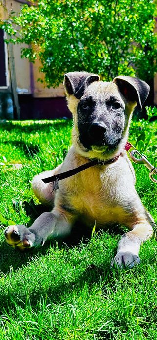 Собака отдается в хорошие руки