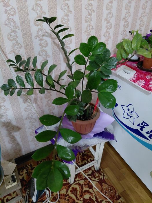 Замиокулькас дерево долларовое