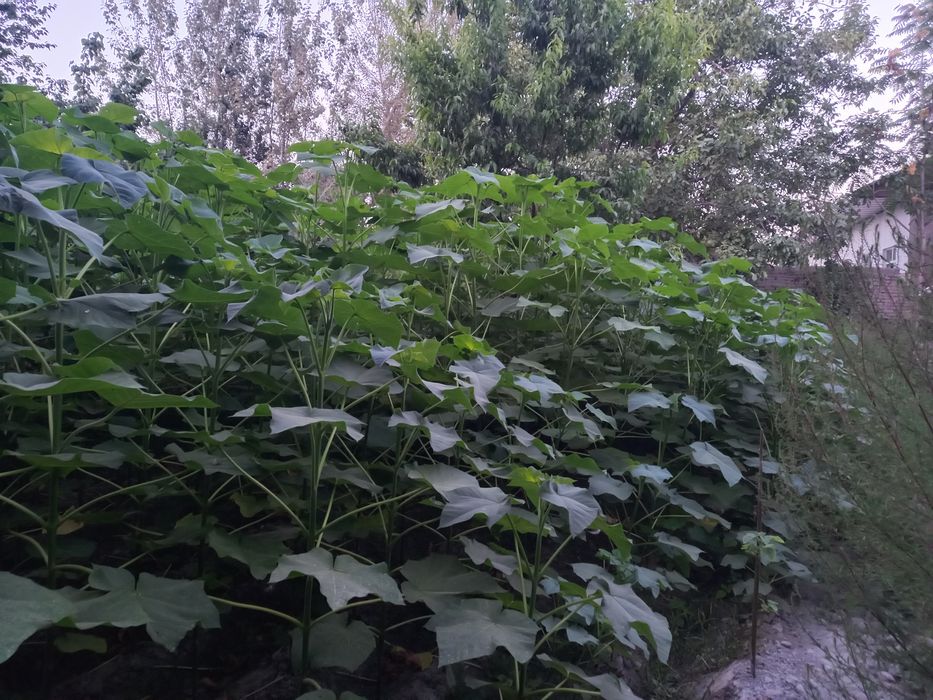 Павлония дунёда энг тез усувчи дарахт кучатларини сотамиз