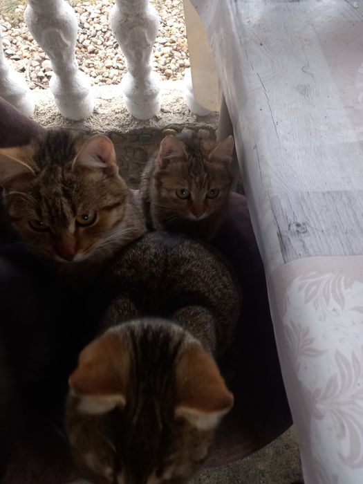 Donez pisicute rasa comuna