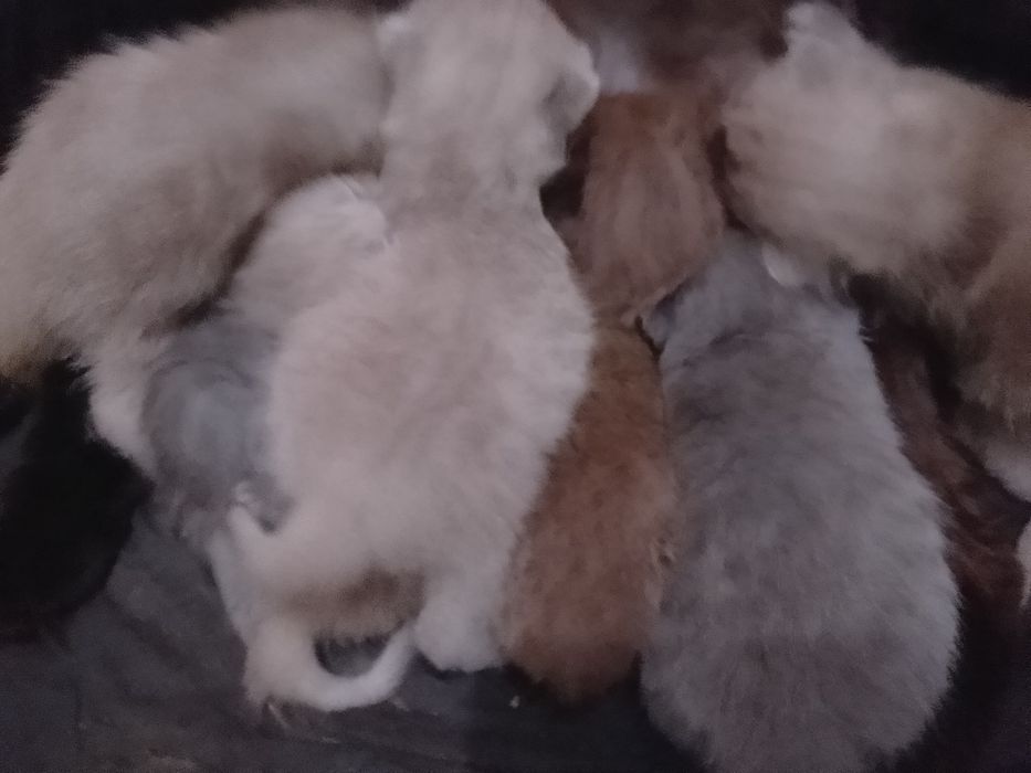 Продам бритаких котят