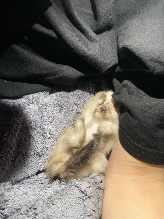 Котенок в добрые руки