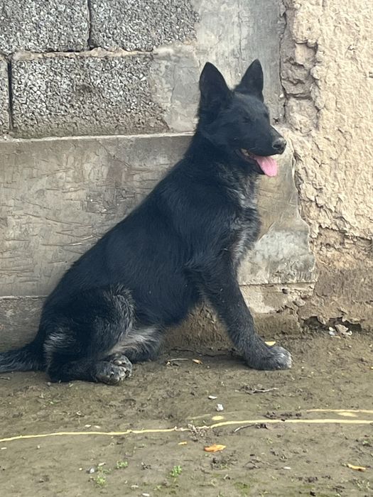 Немецкий овчарка