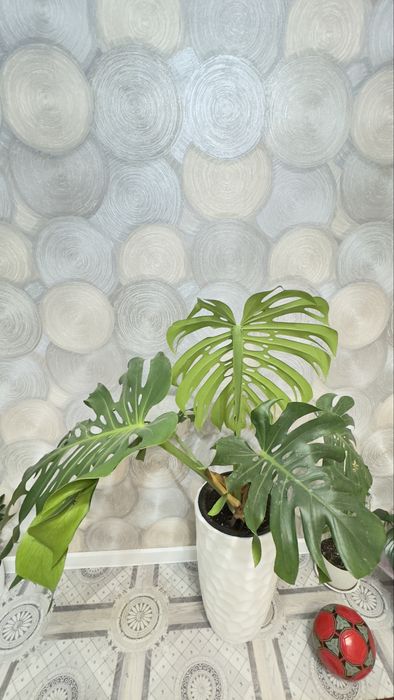 Монстера большая