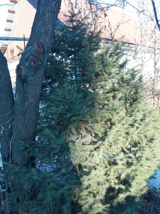 Елка живая     .