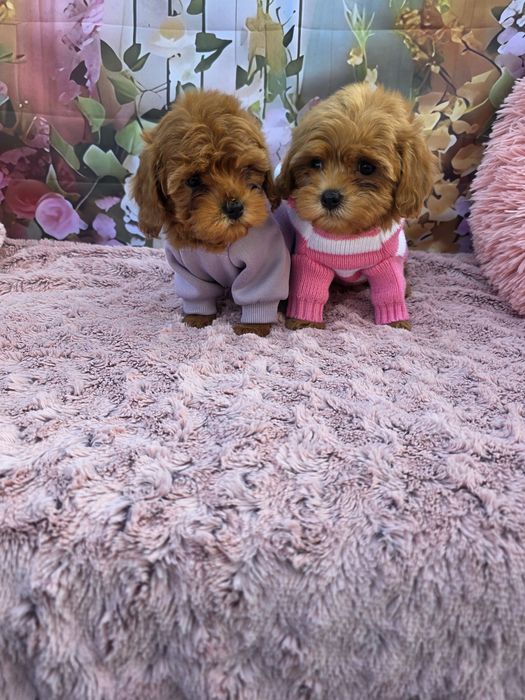 Всички ваксини!Малтипу момичета/майка малтипу баща тийкъп пудел