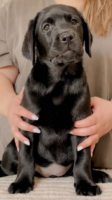 Щенок лабрадора ретривера