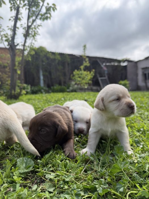 Продам щенков лабрадора