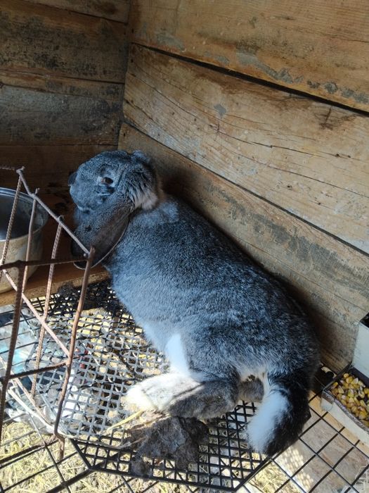 Vând iepuri berbec german