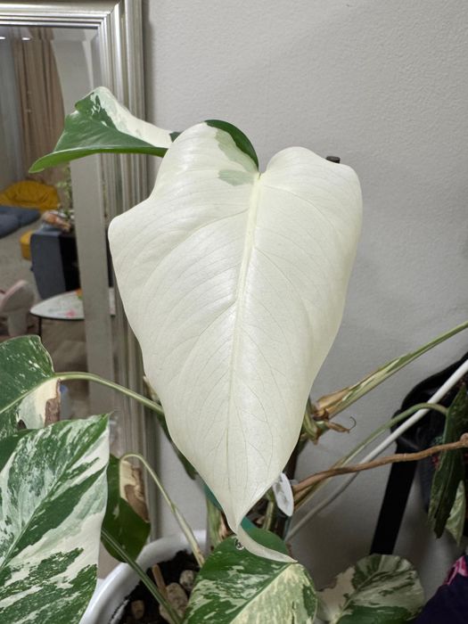 Черенок монстера альба вариегатный