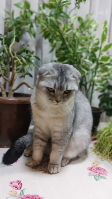 Mushuk sotiladi. Zoti scottish fold, shinshilla.
