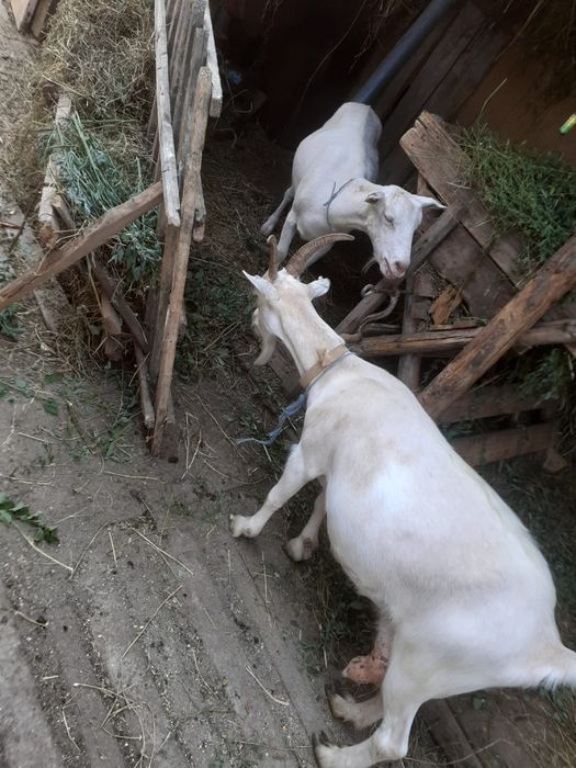 Capre sannen cu lapte fara iezi 7L la zi