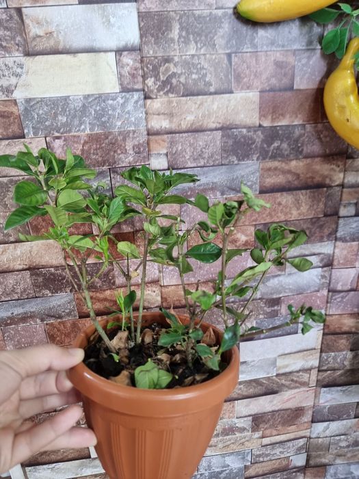 СКИДКА комнатных цветок Гардения Gardeniya Adaptatsyadan o'tgan tayyor