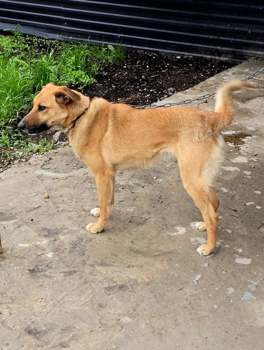 Мы ищем добрые руки для нашей собаки