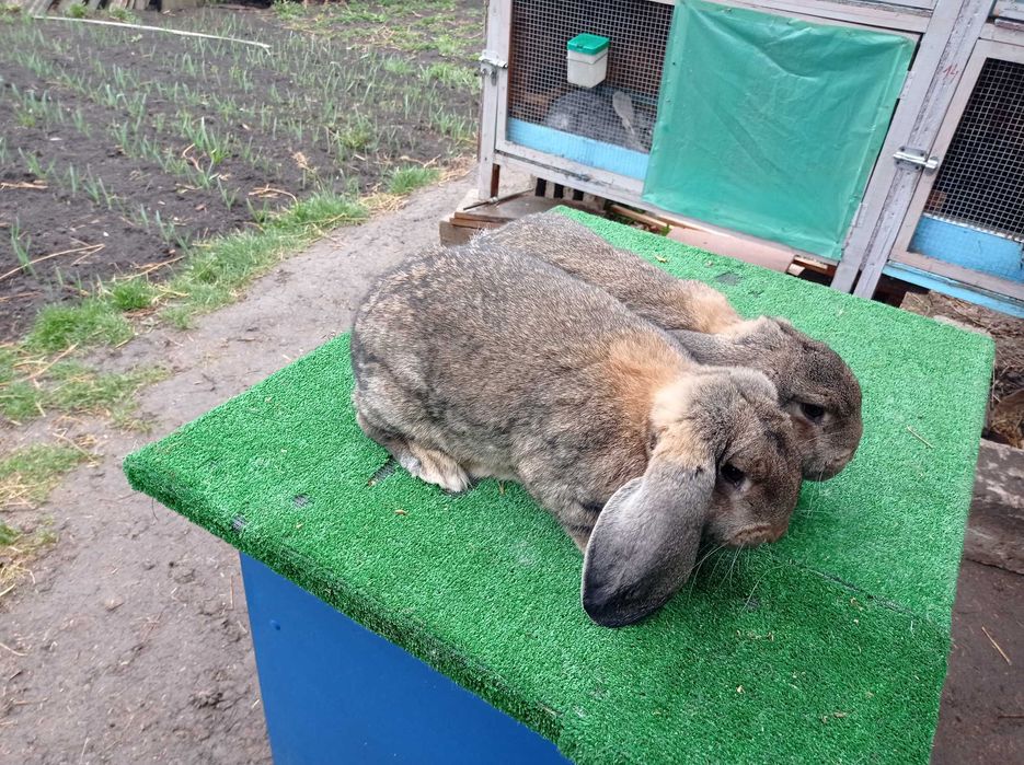 Femele berbec german gri agouti!