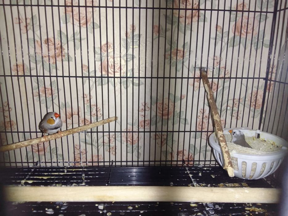 Продам амадин пару