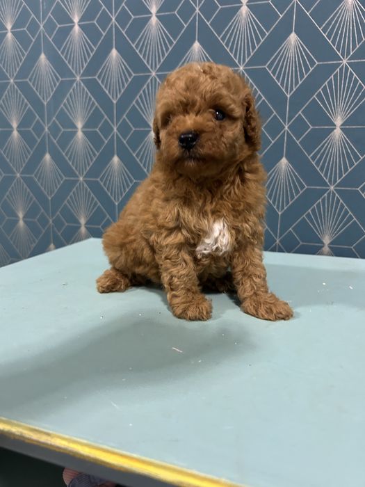 Caniche Poodle Toy cu Pedigree FCI
