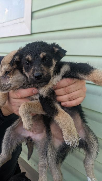 Крысоловы шустрые