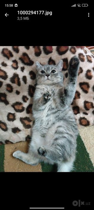 Кошка скотиш страйт