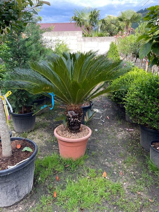 Palmierii cycas revolut mai multe dimensiuni