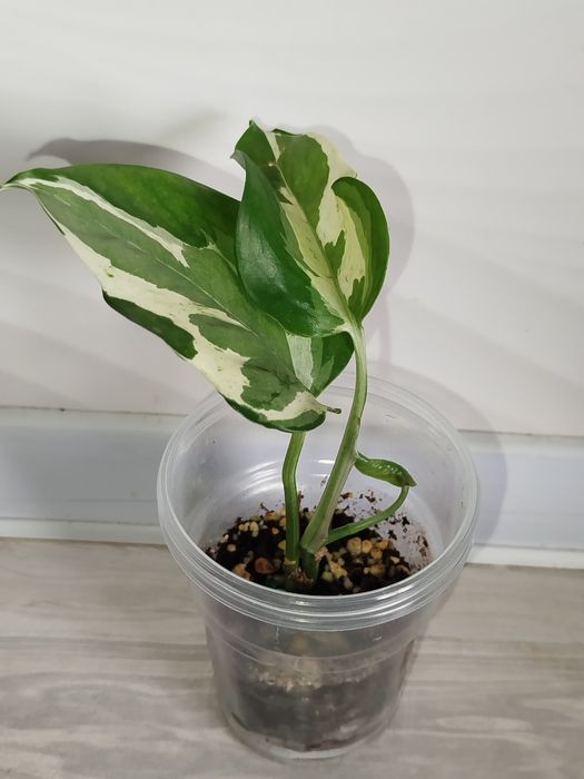 Epipremnum Enjoy detkasi
