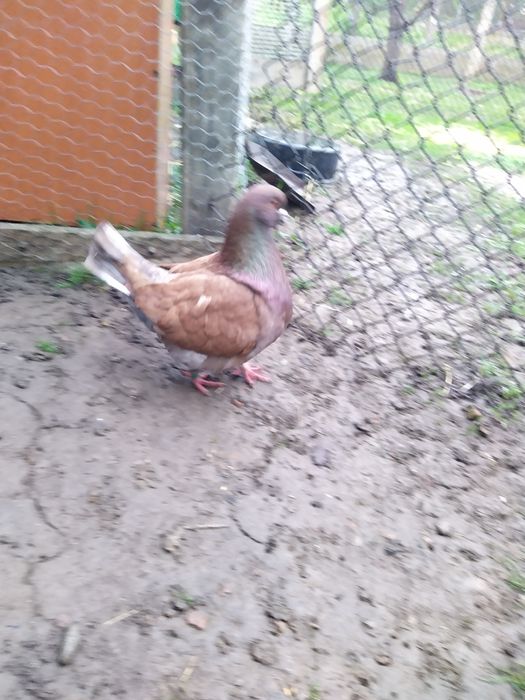 Vand Porumbei Monden