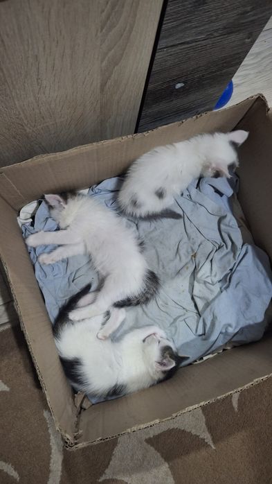 Отдам котят бесплатно